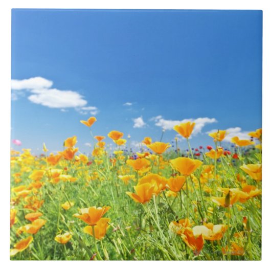 Corn Poppy Field 2 Tegeltje (Voorkant)