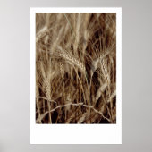 Corn Poster (Voorkant)