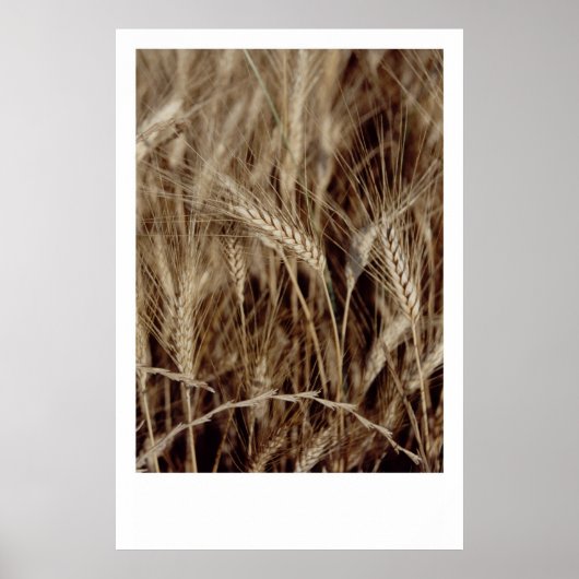 Corn Poster (Voorkant)