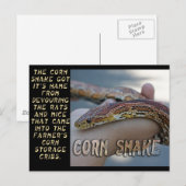 CORN SNAKE BRIEFKAART (Voorkant / Achterkant)
