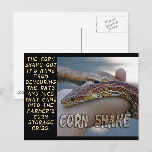 CORN SNAKE BRIEFKAART (Voorkant / Achterkant)