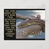 CORN SNAKE BRIEFKAART (Voorkant)