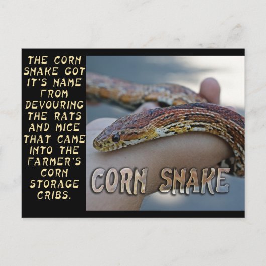 CORN SNAKE BRIEFKAART (Voorkant)
