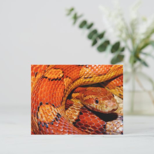 Corn Snake Briefkaart (Staand voorkant)