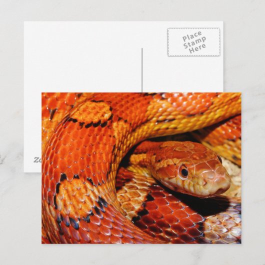 Corn Snake Briefkaart (Voorkant / Achterkant)