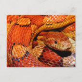 Corn Snake Briefkaart (Voorkant)