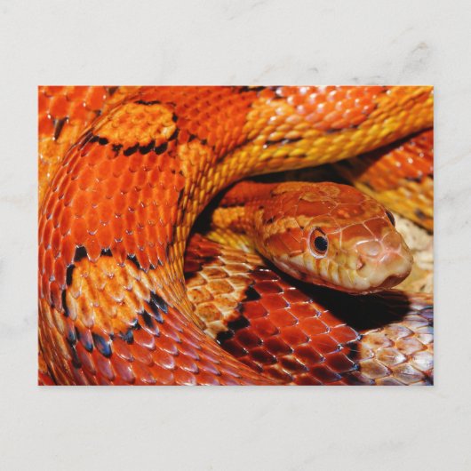 Corn Snake Briefkaart (Voorkant)