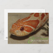 Corn snake briefkaart (Voorkant / Achterkant)