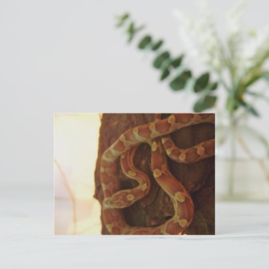 Corn Snake Briefkaart (Staand voorkant)