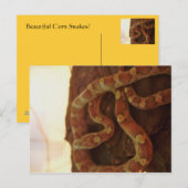 Corn Snake Briefkaart (Voorkant / Achterkant)