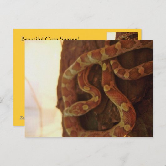 Corn Snake Briefkaart (Voorkant / Achterkant)
