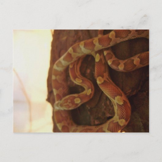 Corn Snake Briefkaart (Voorkant)