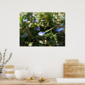 Corn Speedwell 1 Poster (Keuken)