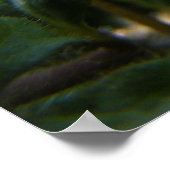 Corn Speedwell 1 Poster (Hoek)