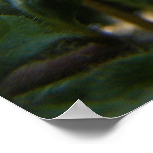 Corn Speedwell 1 Poster (Hoek)