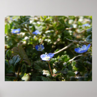 Corn Speedwell 1 Poster