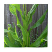 Corn Stalk Tegeltje (Voorkant)