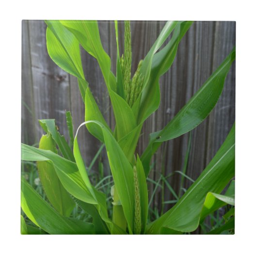 Corn Stalk Tegeltje (Voorkant)
