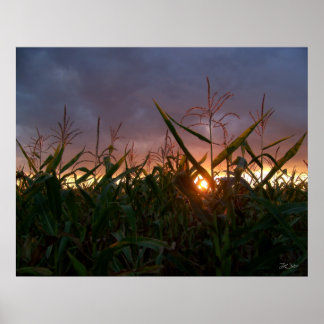 Corn Sunset - Afdrukken Poster