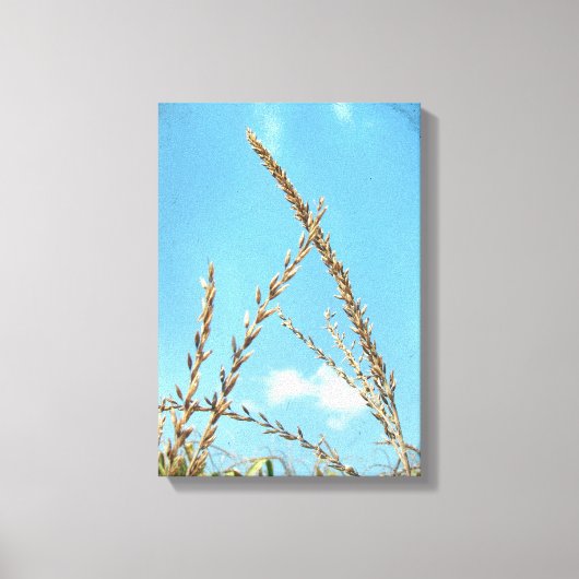 Corn Tassel Canvas Afdruk (Voorkant)