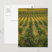 Corn-veld Briefkaart (Voorkant / Achterkant)