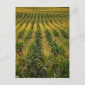 Corn-veld Briefkaart (Voorkant)