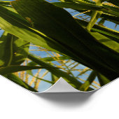 Corn-veld Poster (Hoek)