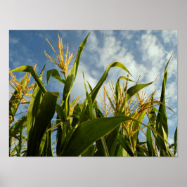 Corn-veld Poster