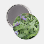 Cornbloemen Magnet (Voorkant / Achterkant)