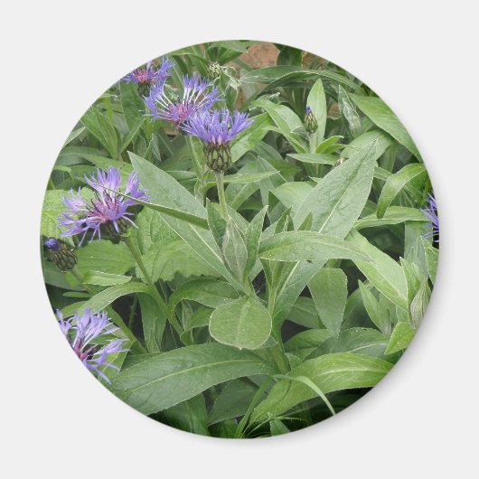 Cornbloemen Magnet (Voorkant)