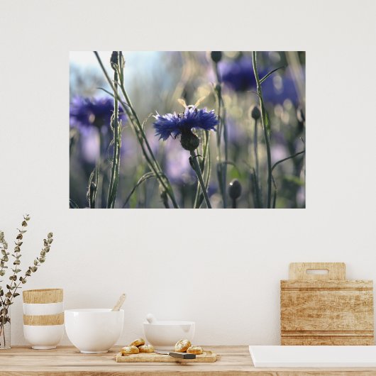 Cornbloemen Summer Evening Meadow Poster (Keuken)