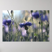 Cornbloemen Summer Evening Meadow Poster (Voorkant)