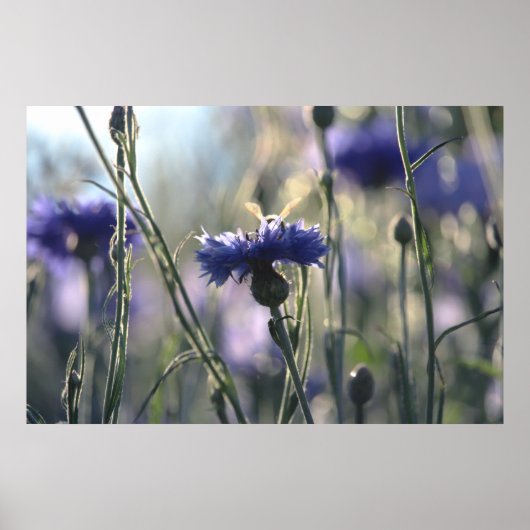 Cornbloemen Summer Evening Meadow Poster (Voorkant)