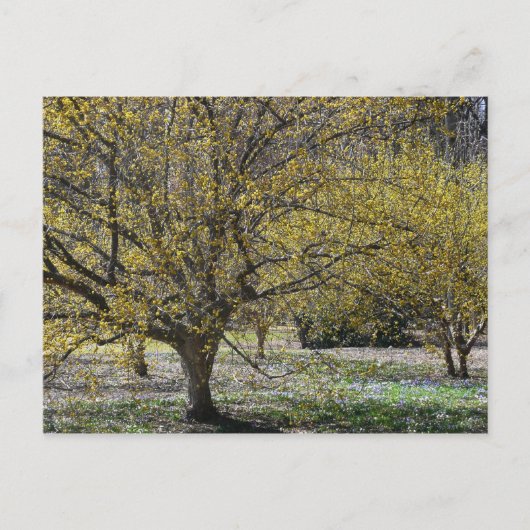 Cornelian Cherry Dogwood and Glory of the Snow Briefkaart (Voorkant)