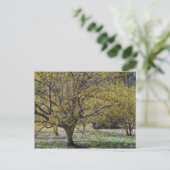 Cornelian Cherry Dogwood and Glory of the Snow Briefkaart (Staand voorkant)