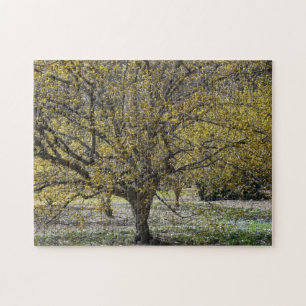 Cornelian Cherry Dogwood and Glory of the Snow Legpuzzel