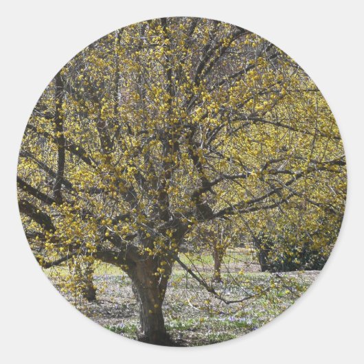 Cornelian Cherry Dogwood and Glory of the Snow Ronde Sticker (Voorkant)