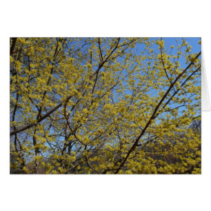 Cornelian Cherry Dogwood en Blue Sky Floral