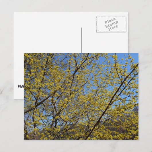 Cornelian Cherry Dogwood en Blue Sky Floral Briefkaart (Voorkant / Achterkant)