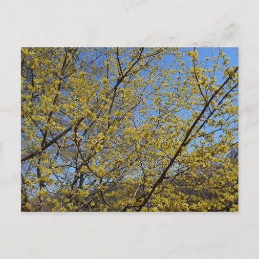 Cornelian Cherry Dogwood en Blue Sky Floral Briefkaart (Voorkant)
