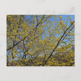 Cornelian Cherry Dogwood en Blue Sky Floral Briefkaart