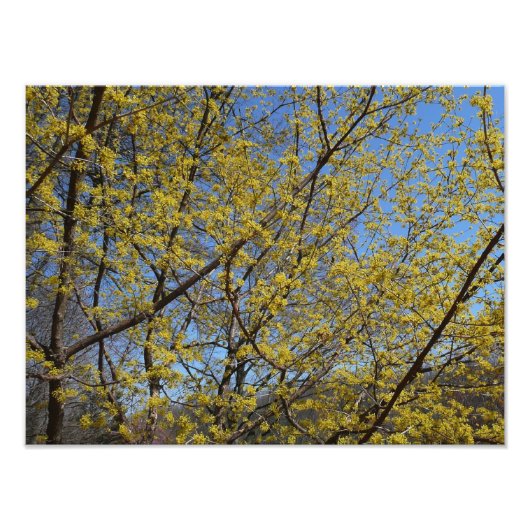 Cornelian Cherry Dogwood en Blue Sky Floral Foto Afdruk (Voorkant)