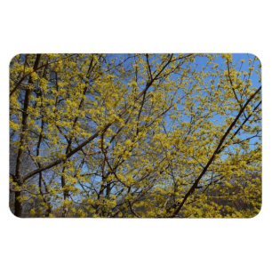 Cornelian Cherry Dogwood en Blue Sky Floral Magneet