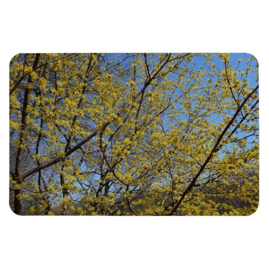 Cornelian Cherry Dogwood en Blue Sky Floral Magneet (Horizontaal)