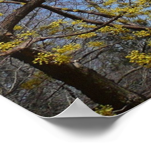 Cornelian Cherry Dogwood en Blue Sky Floral Poster (Hoek)