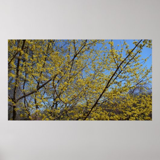 Cornelian Cherry Dogwood en Blue Sky Floral Poster (Voorkant)