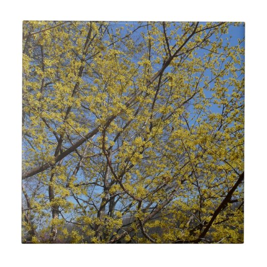 Cornelian Cherry Dogwood en Blue Sky Floral Tegeltje (Voorkant)