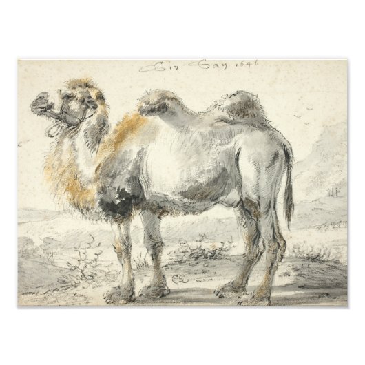 Cornelis Saftleven - A Camel Foto Afdruk (Voorkant)
