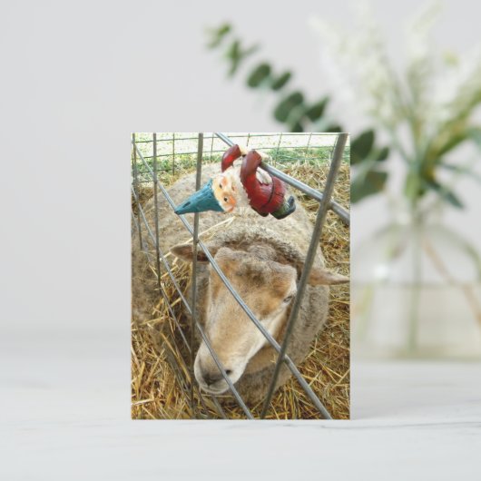 Cornelius en de schapen briefkaart (Staand voorkant)