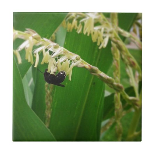 Cornenpollen is een yummie voor de bijen vandaag. tegeltje (Voorkant)